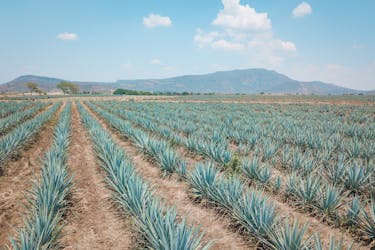 Tequila en distilleerderijtour vanuit Guadalajara
